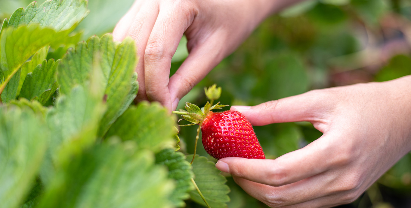 produccion-Gustadina- Producción responsable para mejorar tu experiencia en la cocina